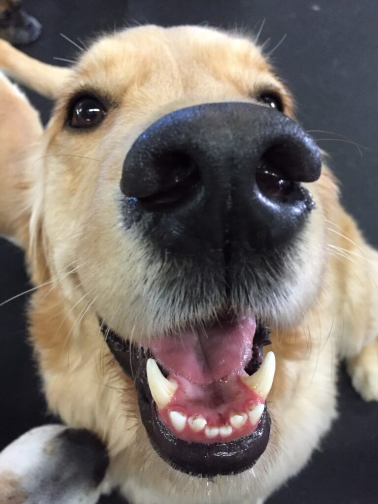 Happy Doggy