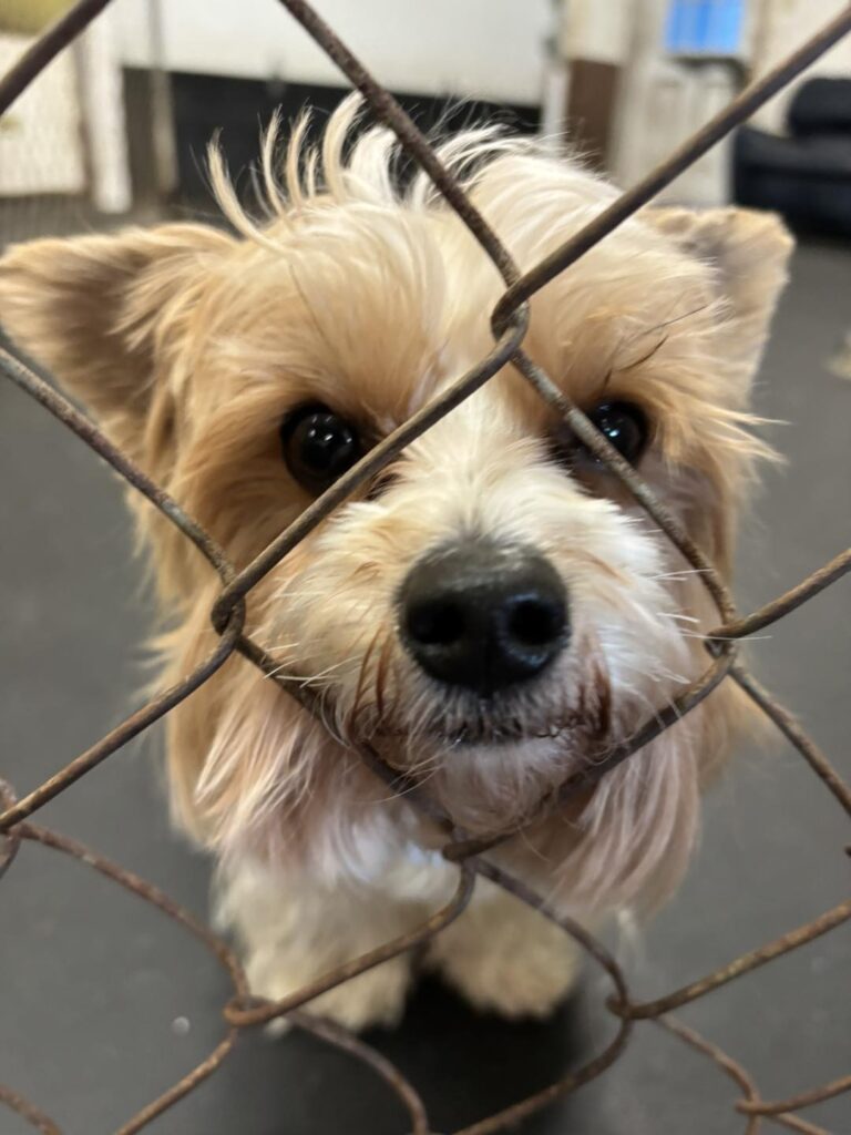 pup on the fence