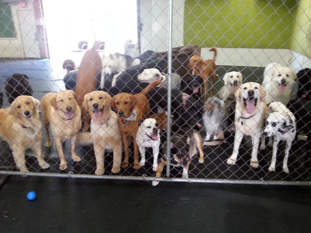 Barkin Dogs