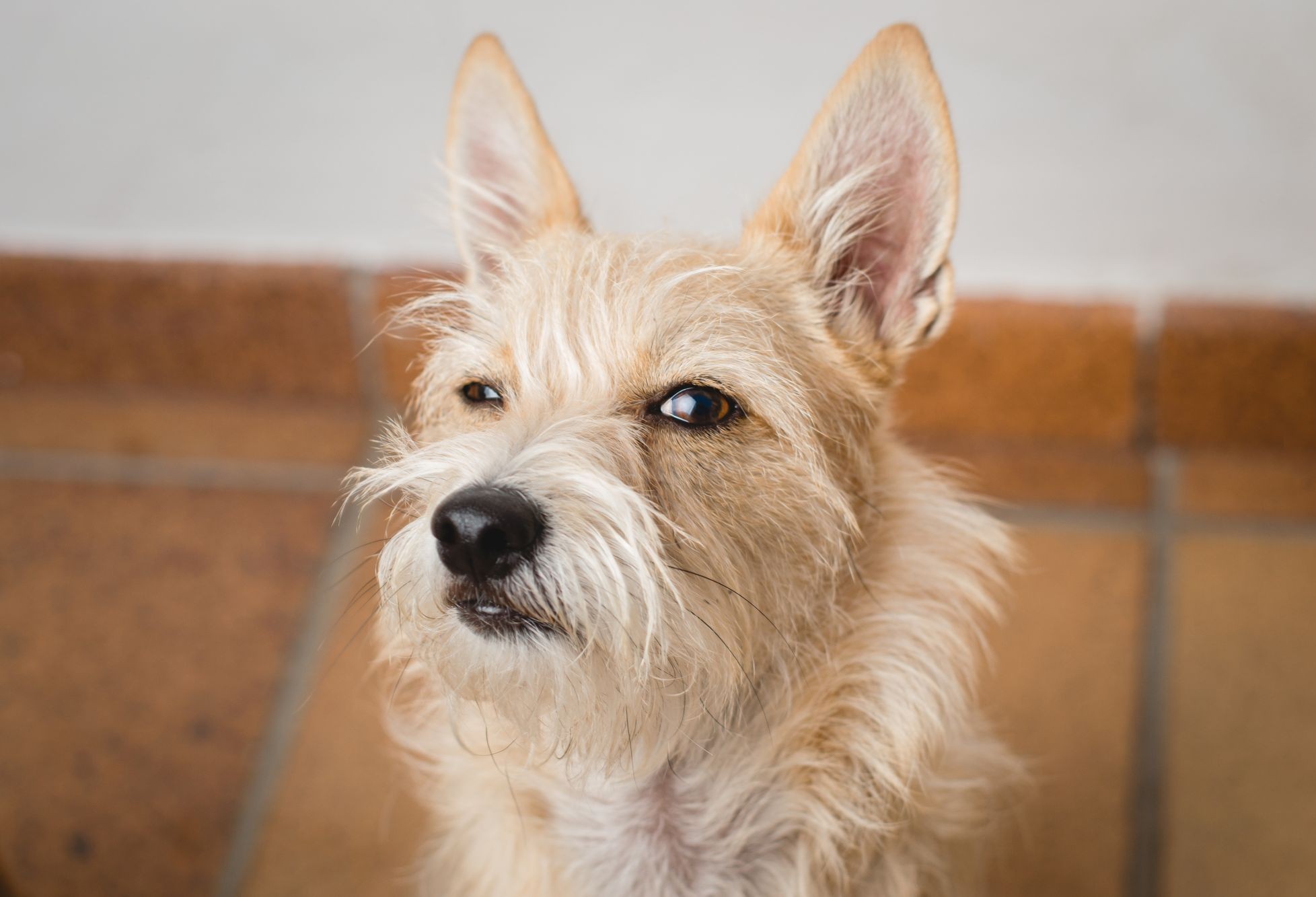 Funny closeup dog ​​face-stock