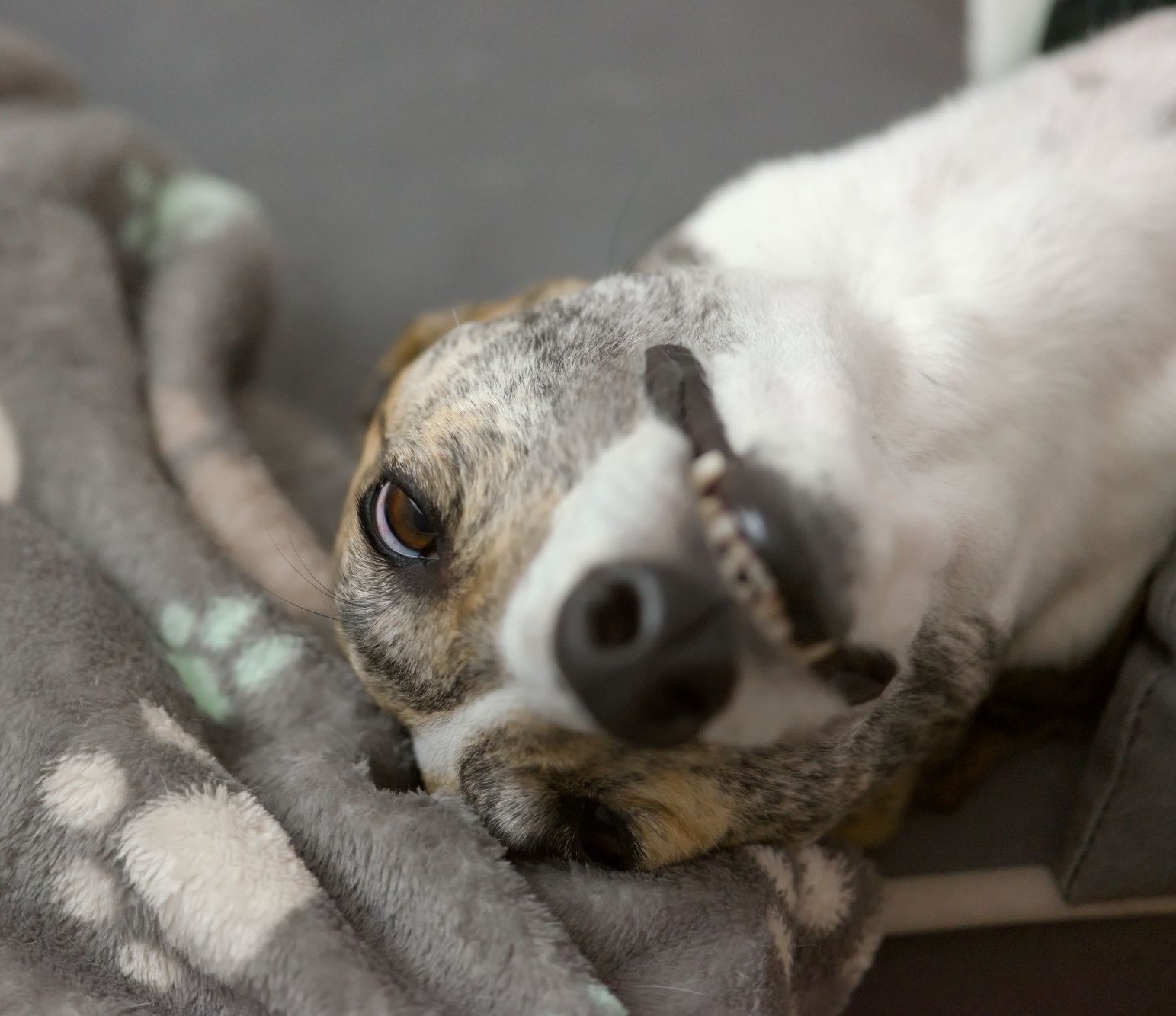 Funny portrait of pet greyhounds face-stock