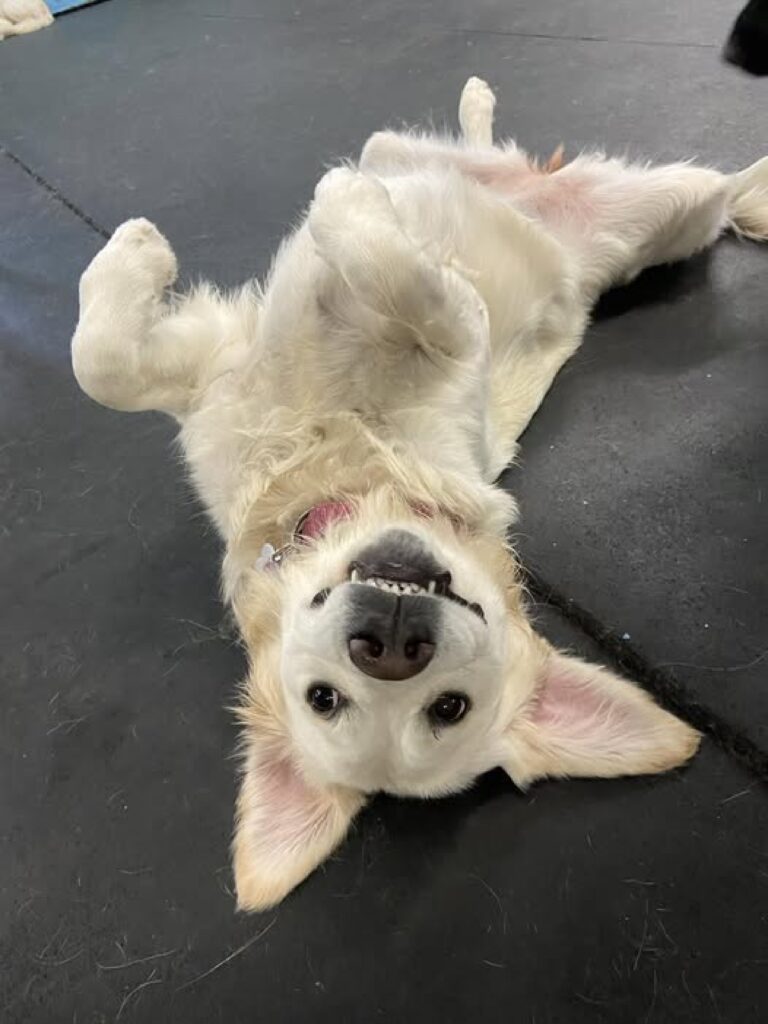 Happy Dog Funny