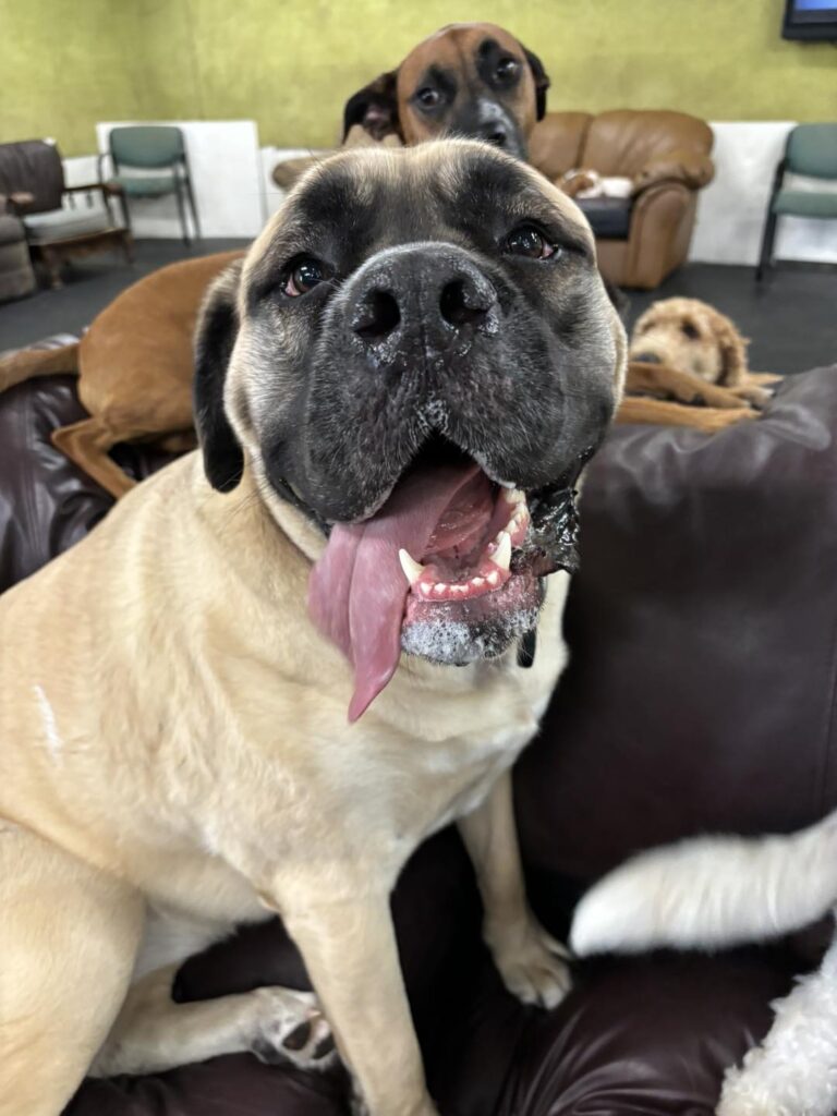 Silly face pup