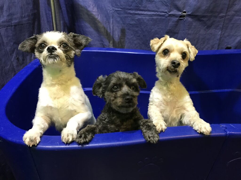 bath buddies