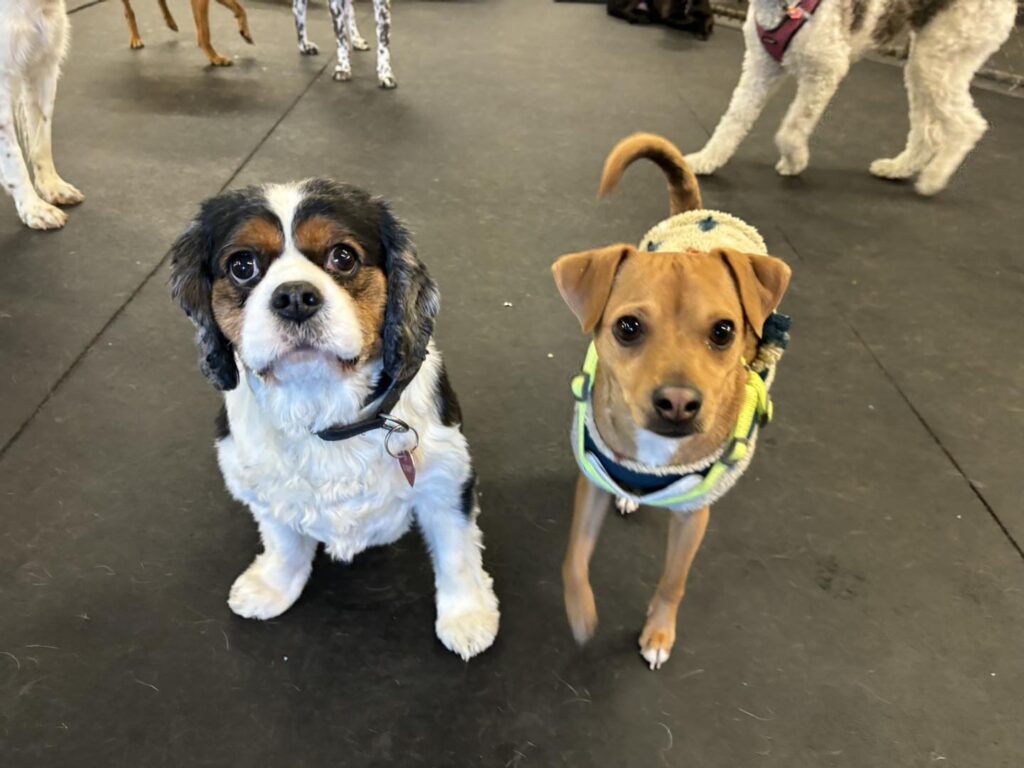 best buds