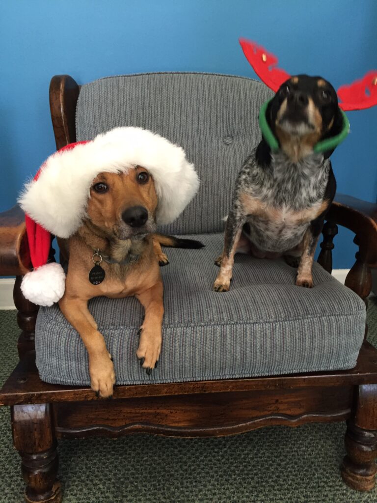 christmas pups