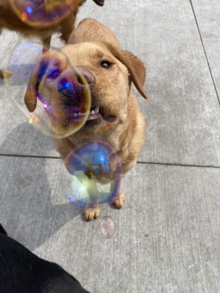 curious bubbles