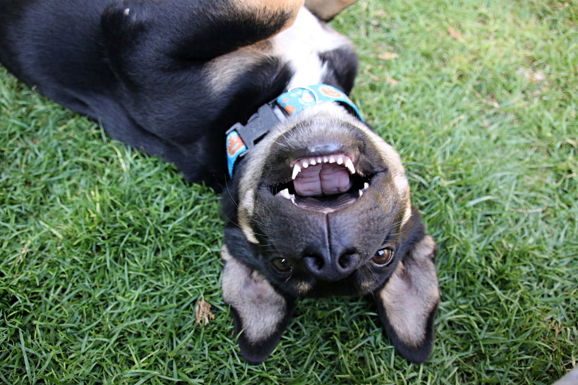 dog playing in the grass-stock