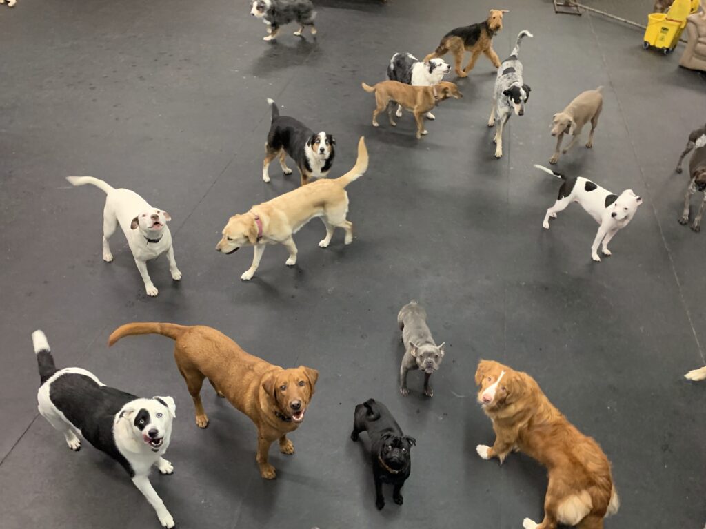 dogs all around