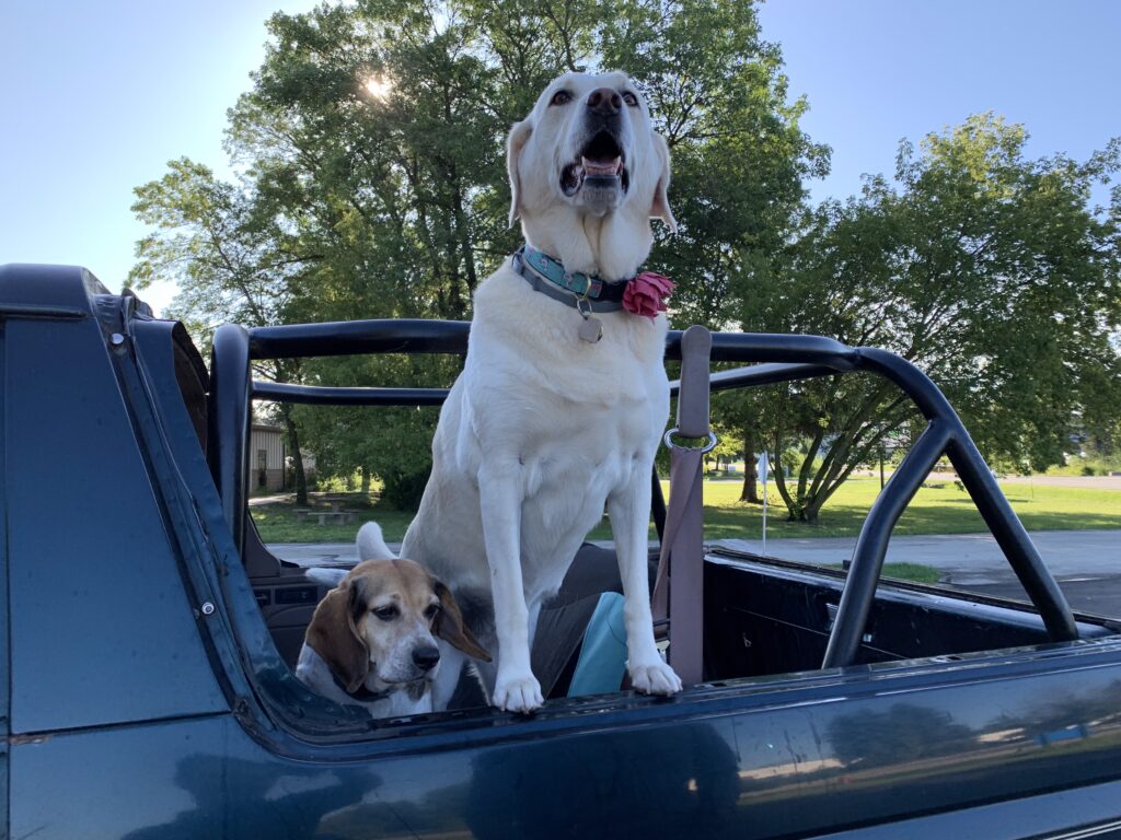 happy car rides