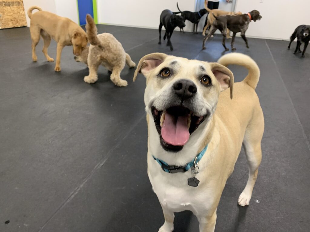 happy dog
