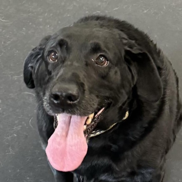 happy-dog-sitting-cropped