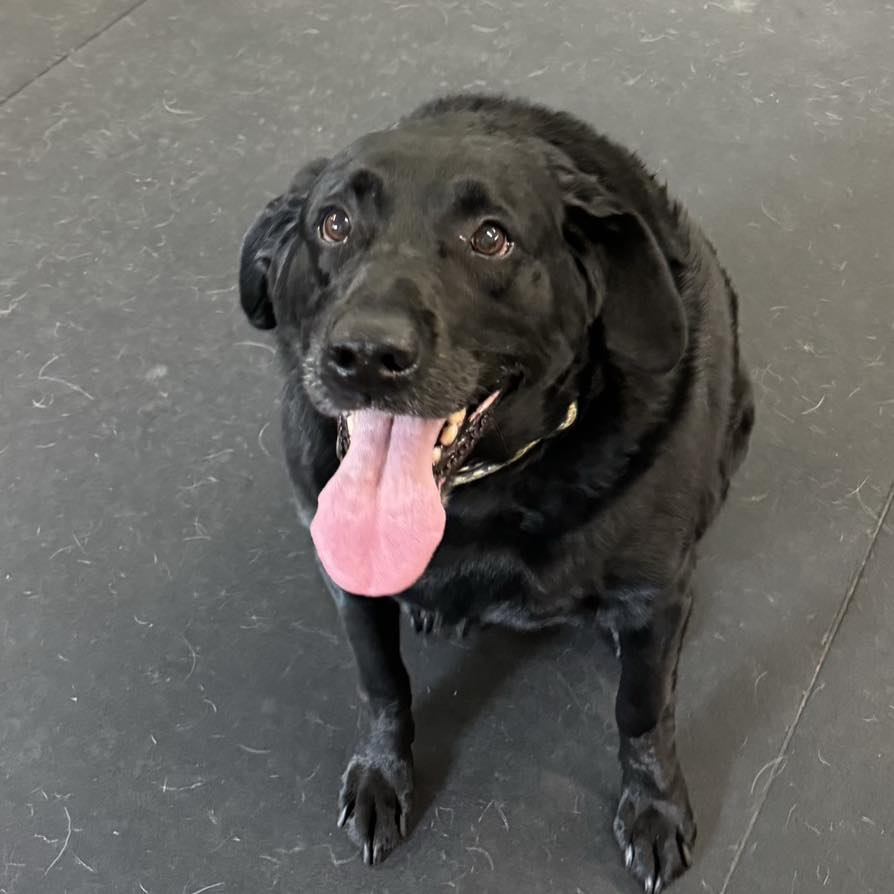 happy dog sitting
