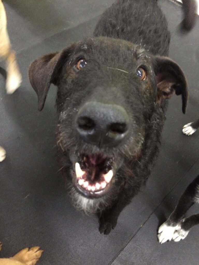 happy doggo