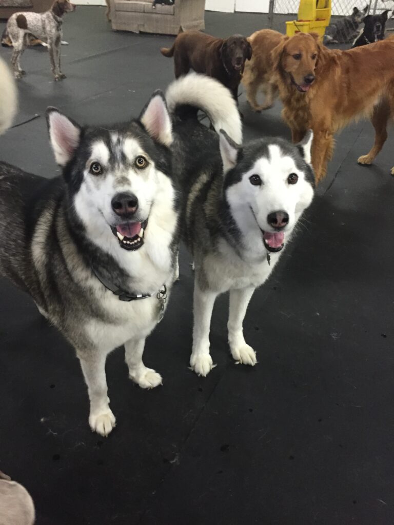 happy doggos