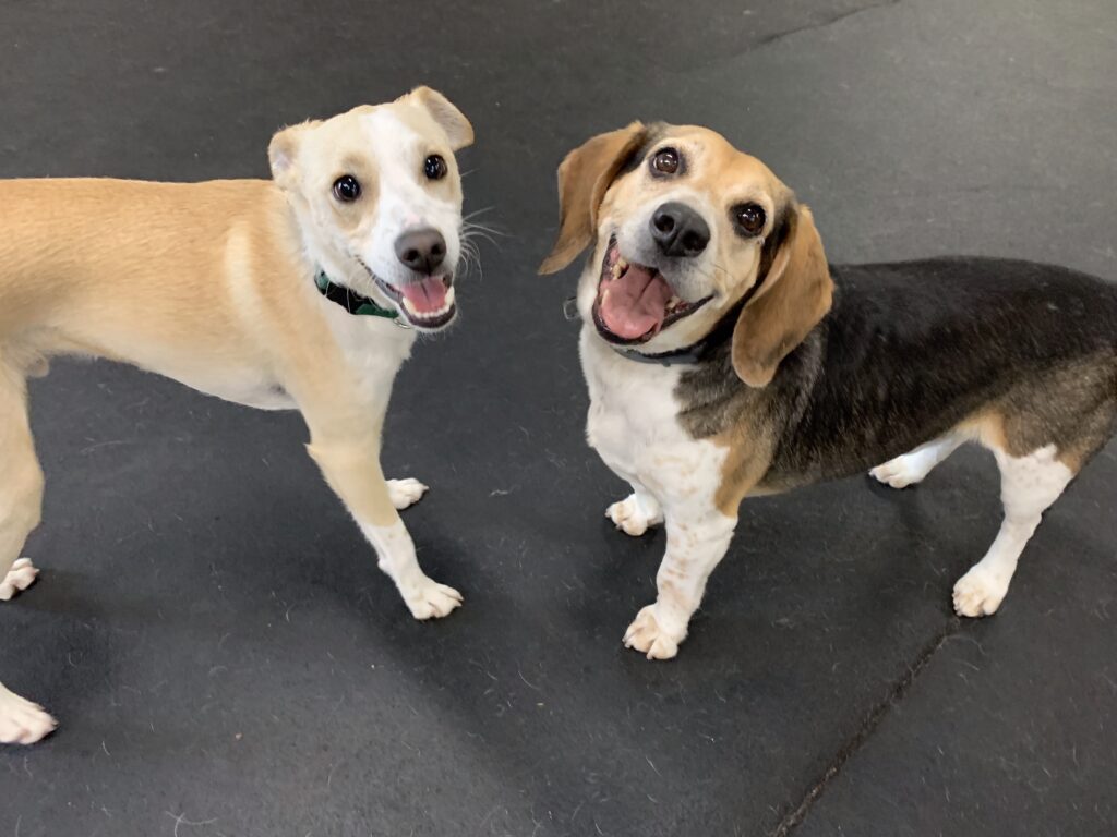 happy dogs