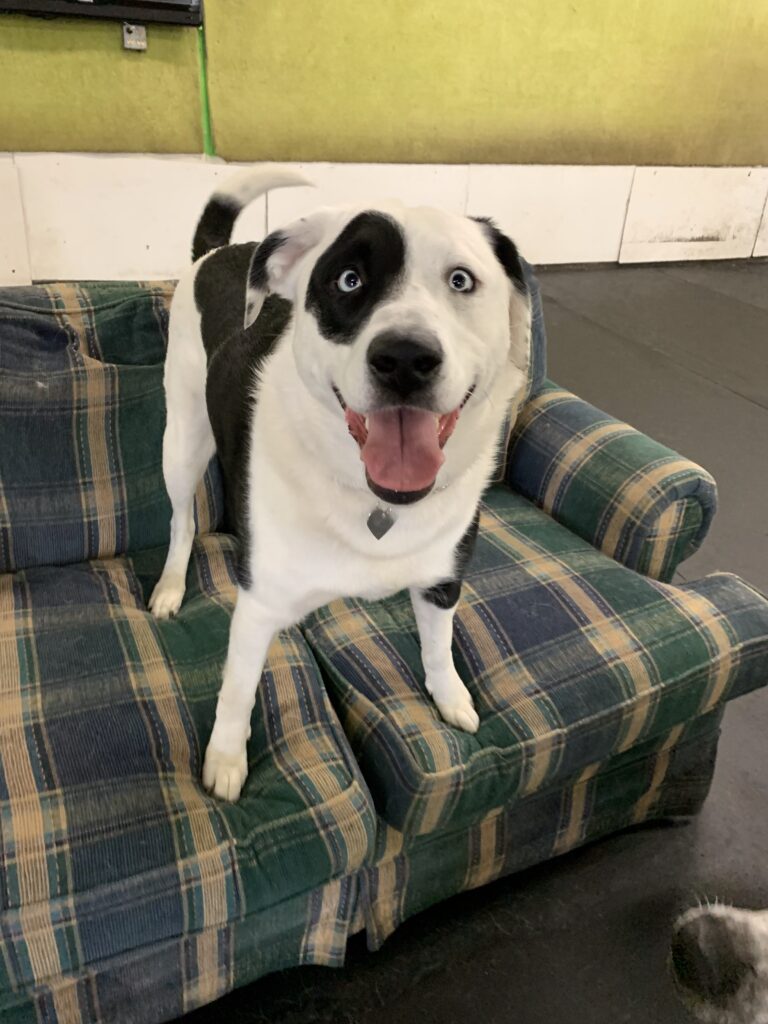 happy pup