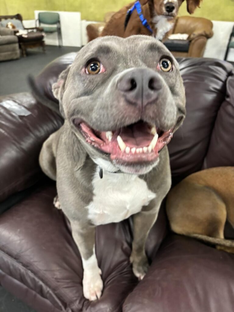 happy smiles