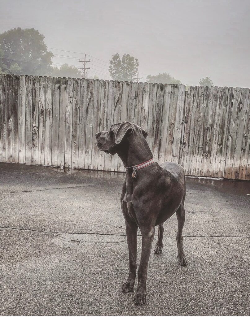 looking good pup