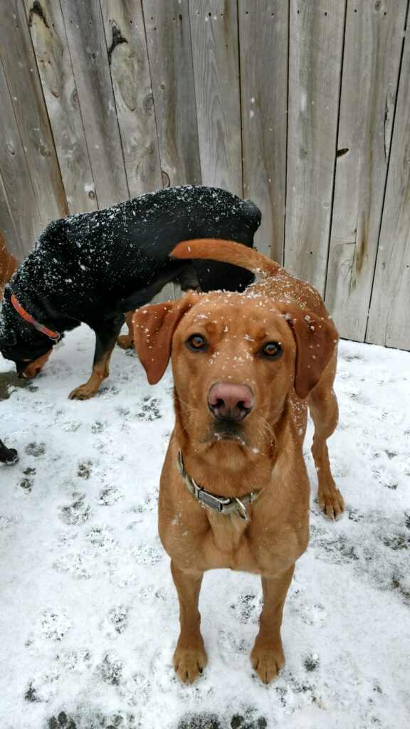 loving the snow