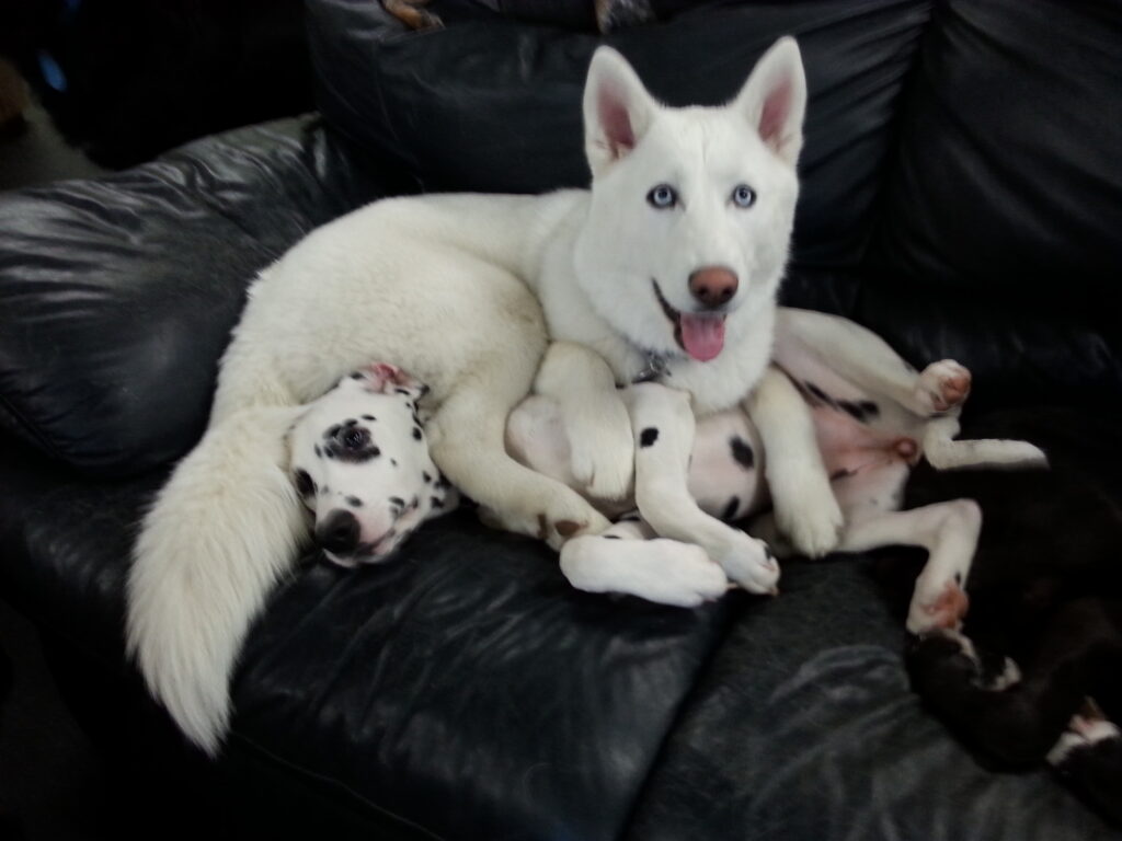 my pillow
