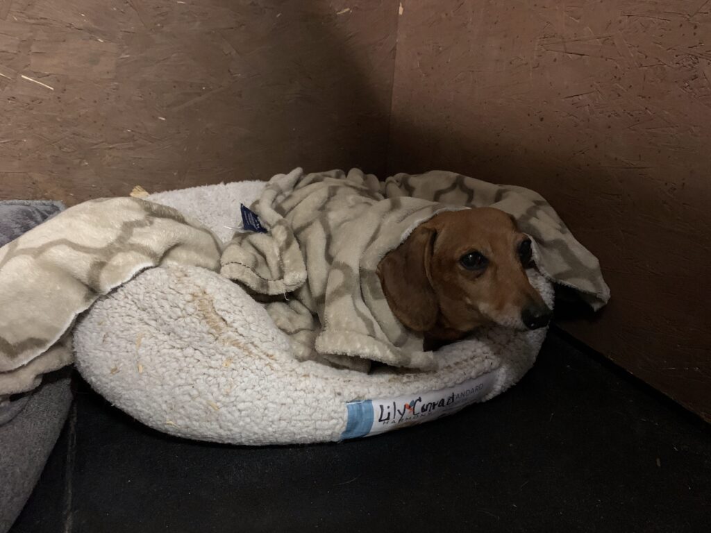 nap time pup