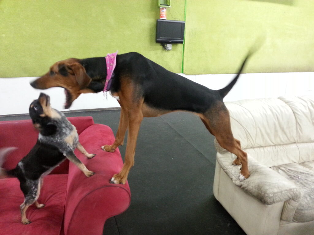 playful pups