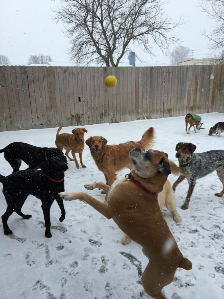 playing in the snow