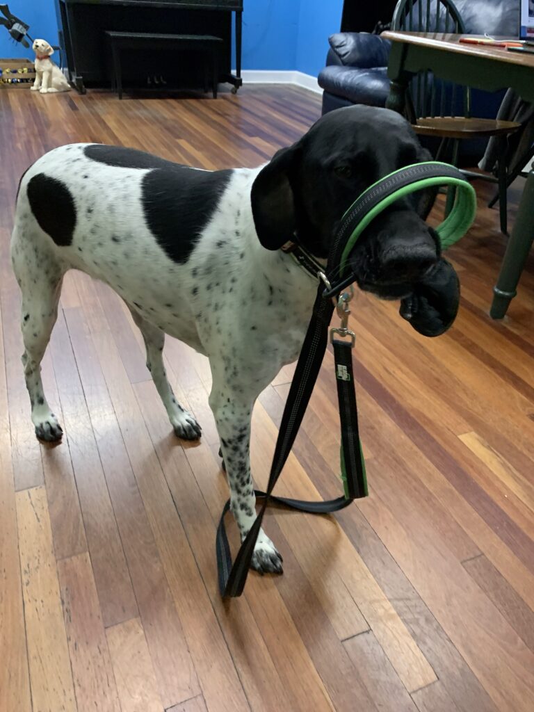 ready for a walk