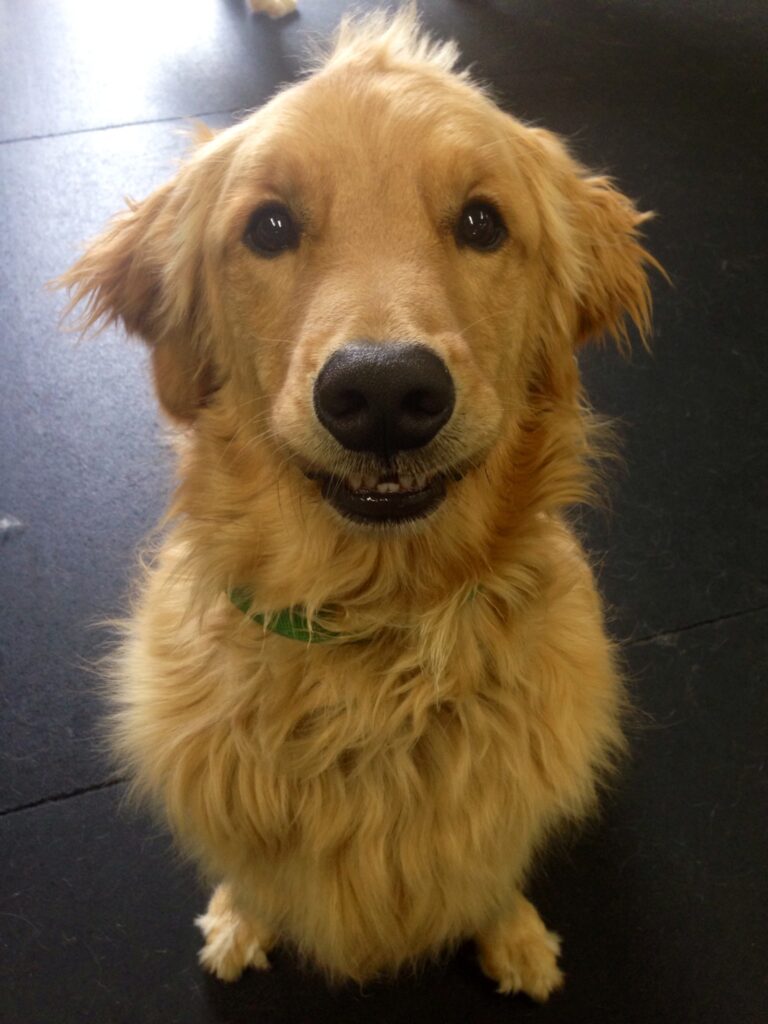 say cheese