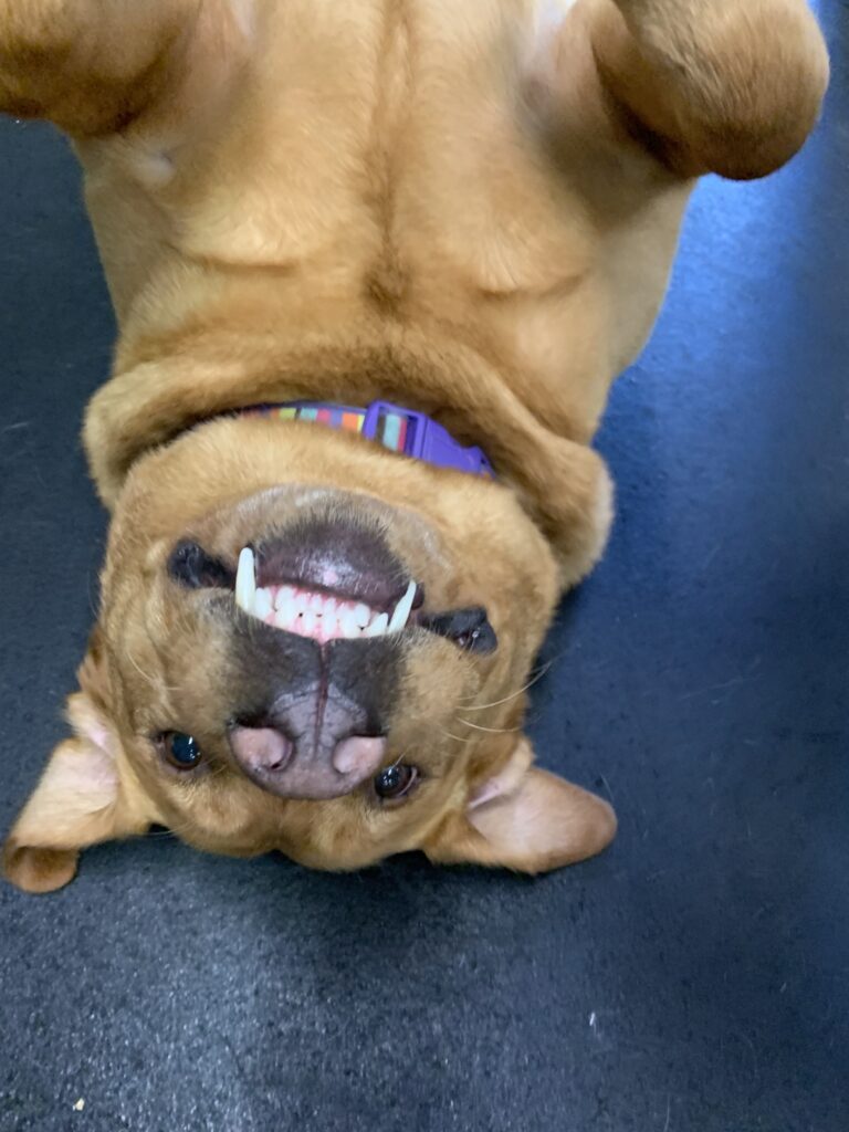 silly dog