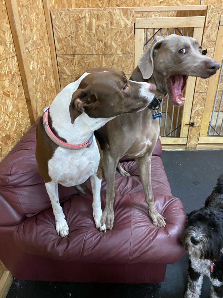 silly pups