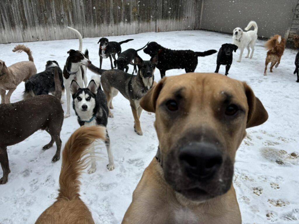 snow day pups