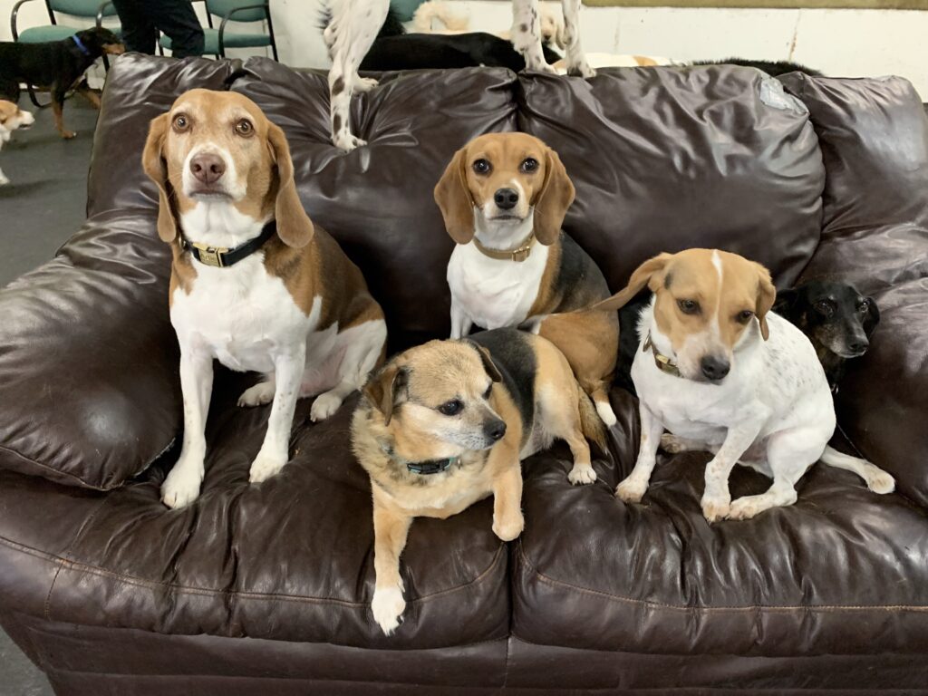 sofa gang