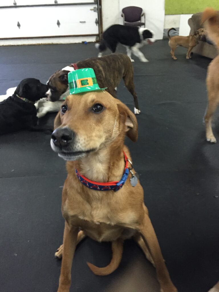 st patricks day pup