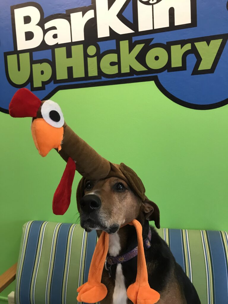 turkey day