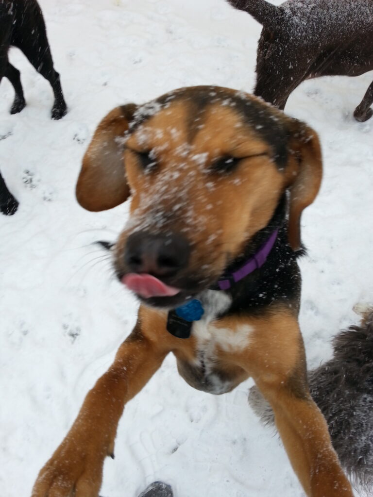 yummy snow